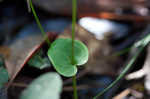 Largeleaf grass of Parnassus